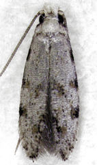 Crypsitricha stereota