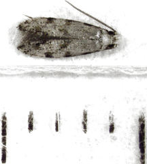 Crypsitricha stereota
