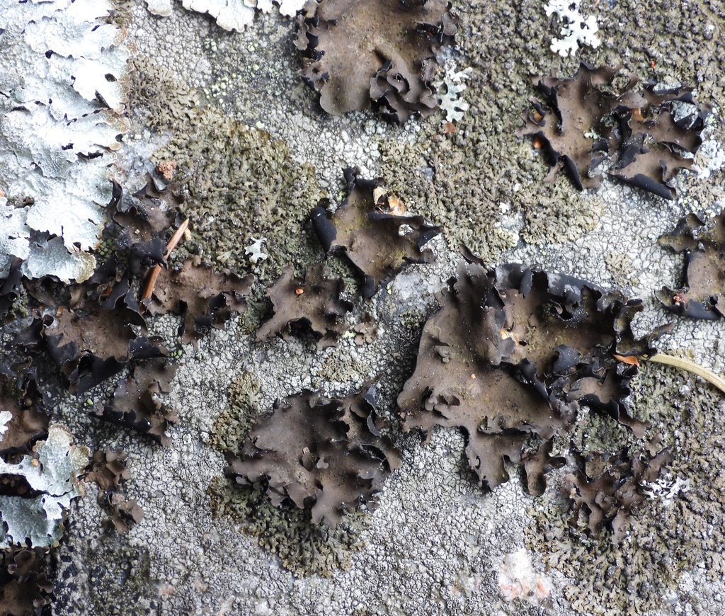Petalled Rocktripe Lichen