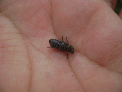 Lichenophanes verrucosus