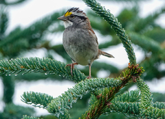 Zonotrichia albicollis image