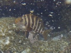 Chirodactylus spectabilis