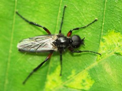 Bibio femoratus