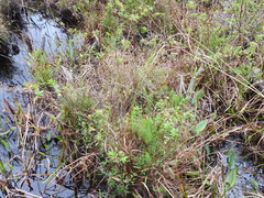 Xyris fimbriata
