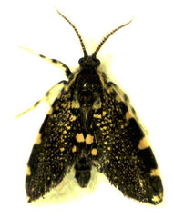 Cebysa leucotelus