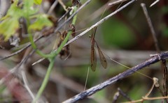 Brachypremna dispellens