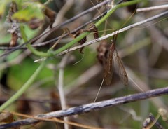 Brachypremna dispellens