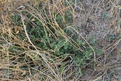 Stillingia treculiana
