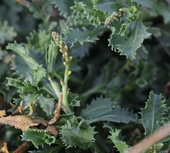 Stillingia treculiana