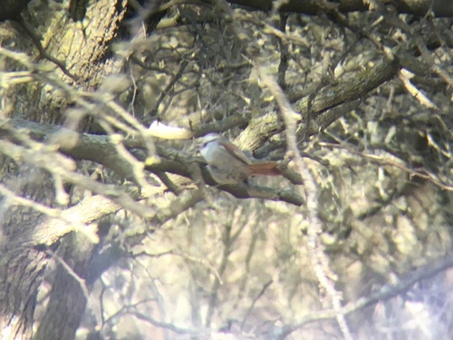 Stripe-crowned Spinetail