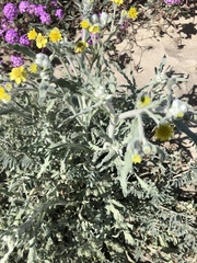 Baileya pauciradiata