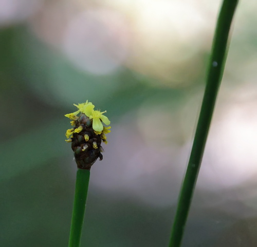 Foto de Xyris laxifolia