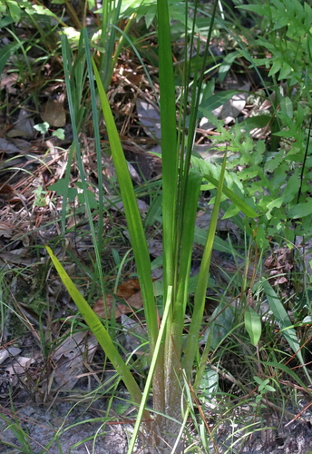 Foto de Xyris laxifolia