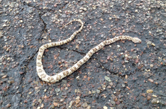 Trimorphodon lyrophanes