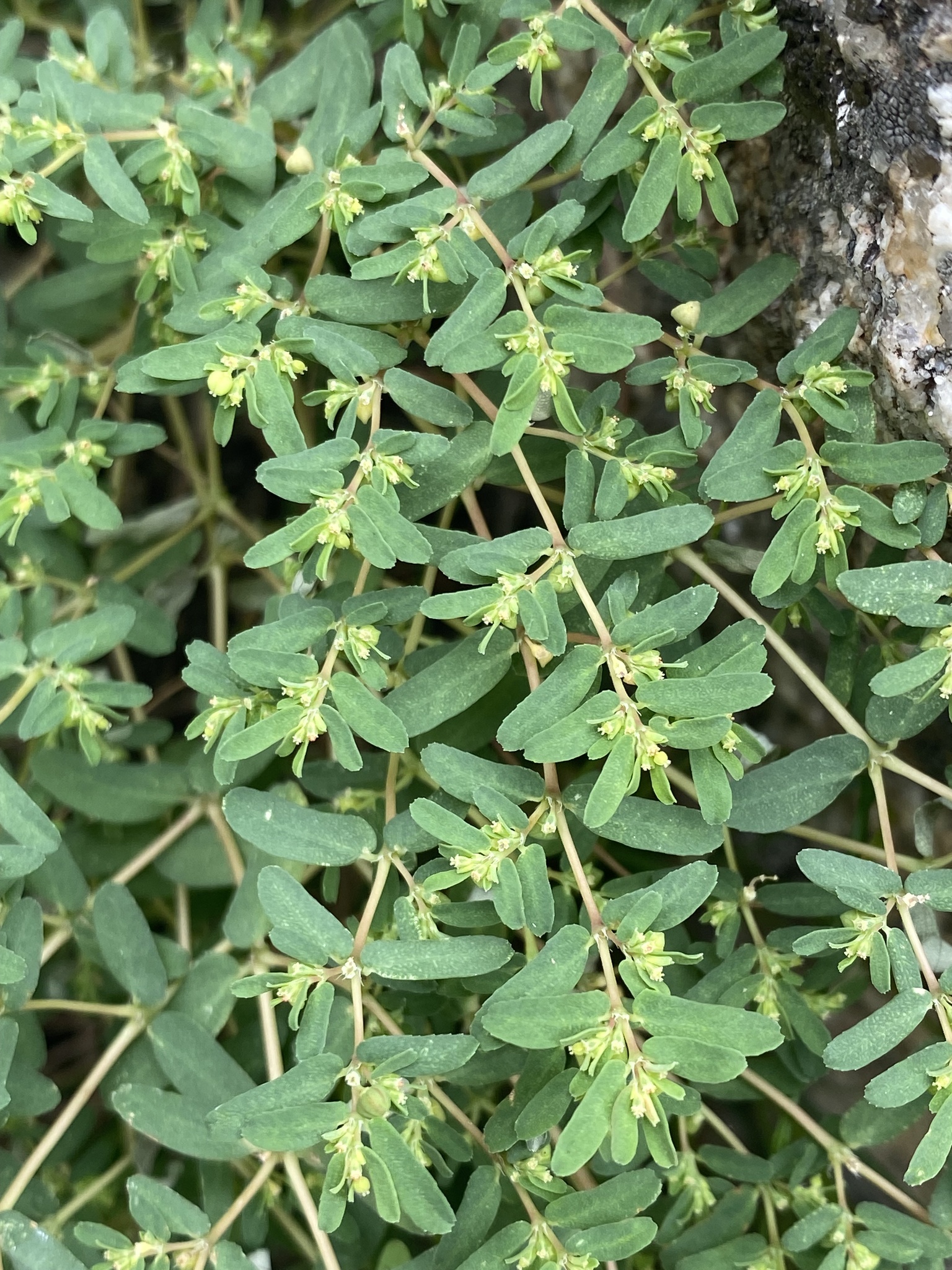 Euphorbia glyptosperma