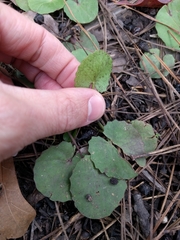Centella erecta