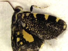 Cebysa leucotelus
