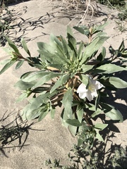 Oenothera deltoides