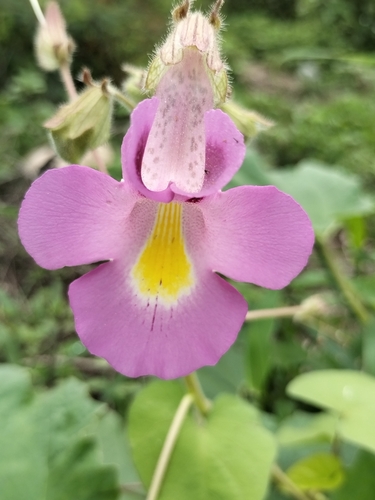 Proboscidea parviflora ssp. sinaloensis