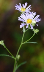 Symphyotrichum spathulatum