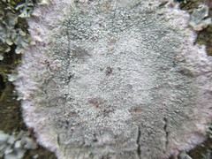 Phlyctis argena image