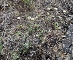 Eriogonum heracleoides