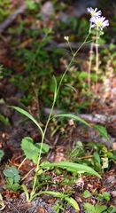 Symphyotrichum spathulatum