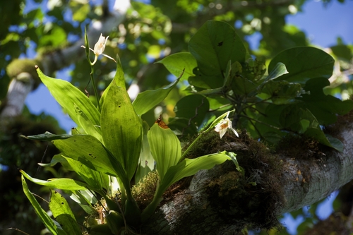 Coelogyne guamensis Ames 2