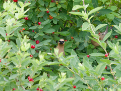 Bombycilla cedrorum image