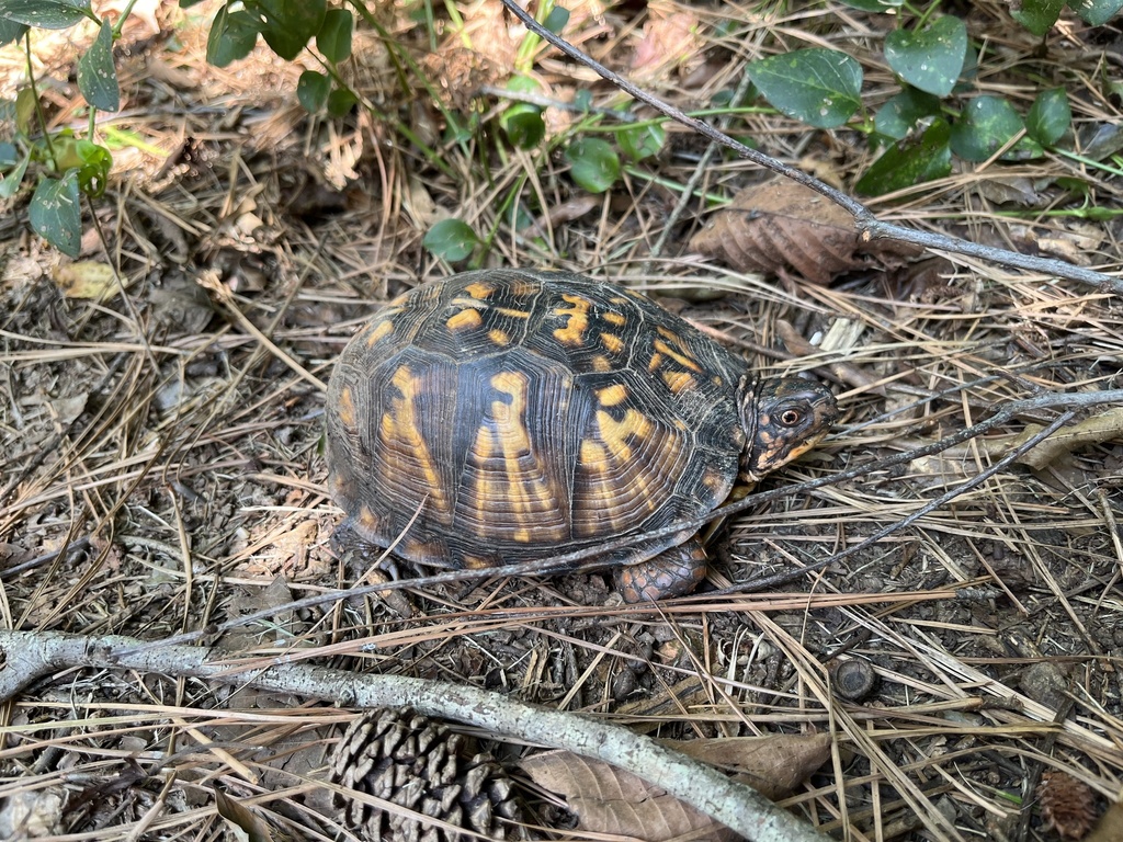 Eastern Box Turtle in August 2023 by Dark_l0rd2 · iNaturalist