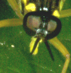 Xylomya tenthredinoides