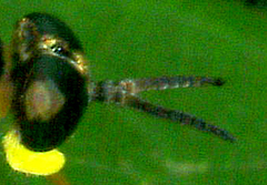 Xylomya tenthredinoides