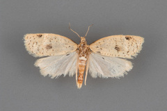 Clepsis anderslaneyii