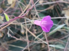 Ipomoea dumetorum