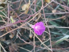 Ipomoea dumetorum