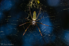 Trichonephila clavipes