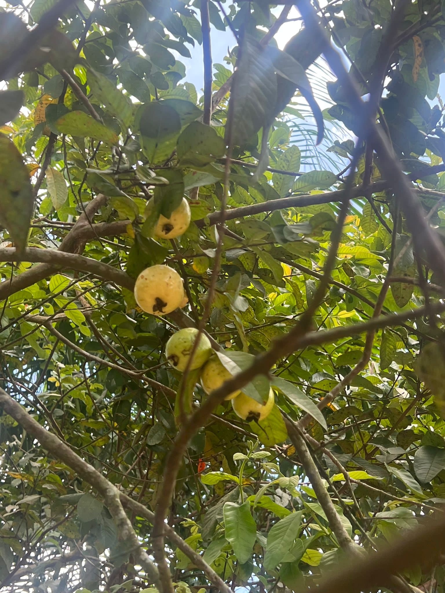 Psidium guajava