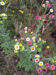 Erigeron apiculatus