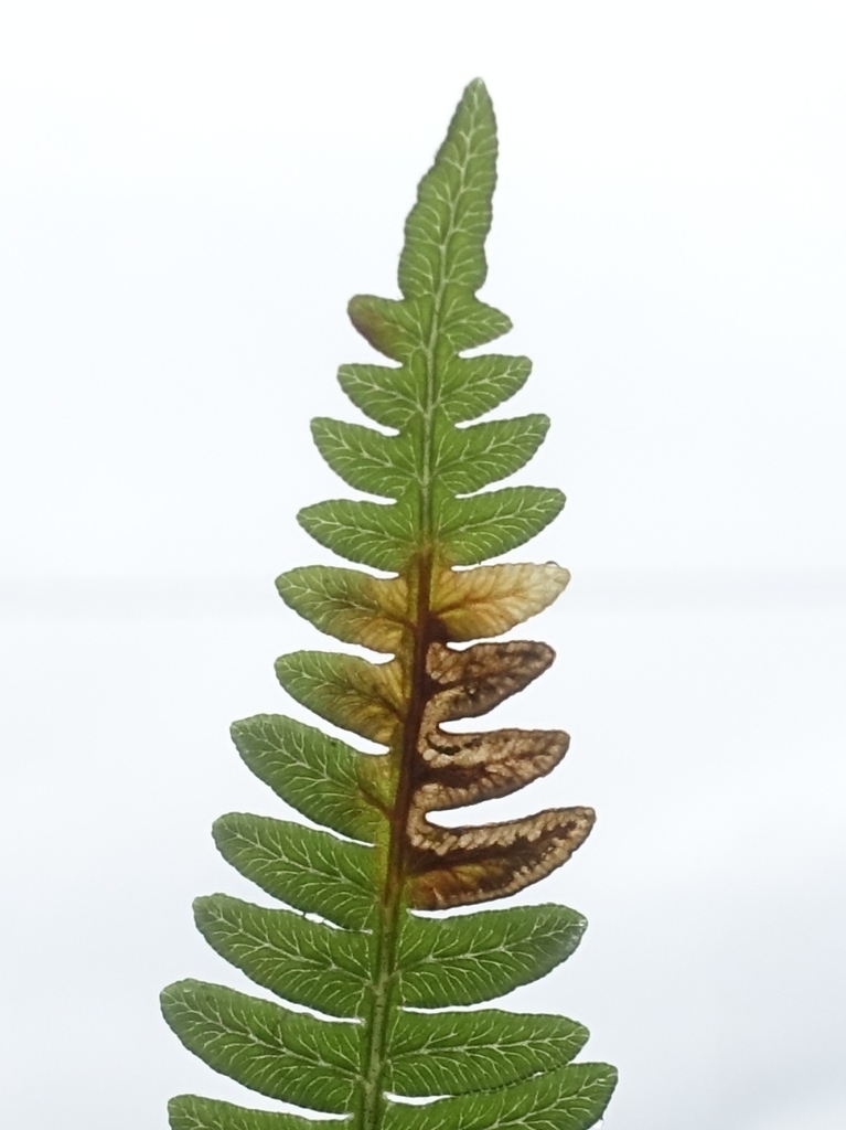 Phytoliriomyza hilarella