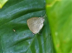 Symbiopsis lenitas