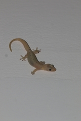 Lepidodactylus lugubris