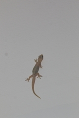 Lepidodactylus lugubris