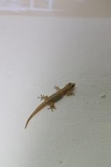 Lepidodactylus lugubris