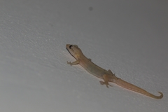 Lepidodactylus lugubris