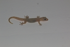 Lepidodactylus lugubris