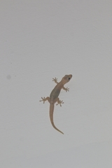 Lepidodactylus lugubris