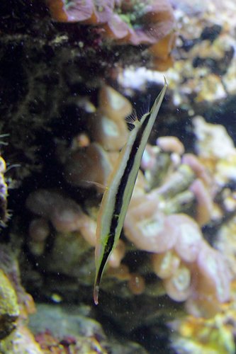 Aeoliscus strigatus