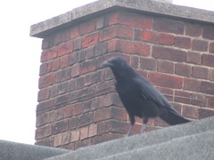 Corvus corone