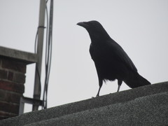 Corvus corone