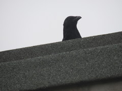 Corvus corone